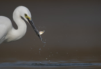 Little Egret with fish