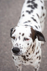 Dalmatian dog outdoors 