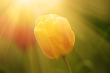 Spring meadow with single orange red tulip flower, floral natural seasonal easter background with copy space