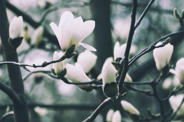 Blossoming of magnolia white flowers in spring time, retro vintage hipster image, blue toned