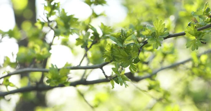 Slow motion focus pull of spring hawthorn leaves in the morning