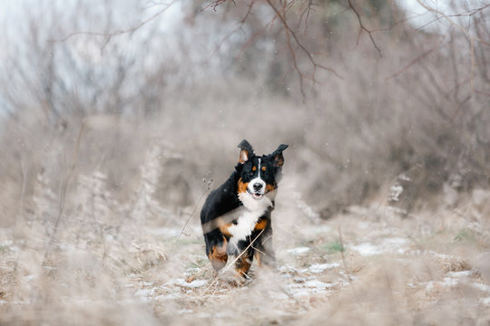 happy bernese mountain dog run on snow springs forest