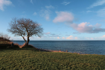 Fototapeta na wymiar Old Tree at the Baltic Sea