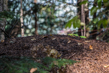 Closeup macro unthill. Closeup of the unthill in the forest.