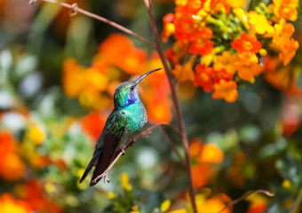 Kolibri