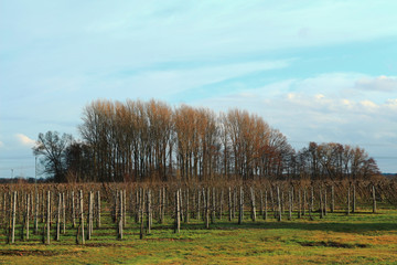 Apple plantation in autumn - Altes Land - Germany