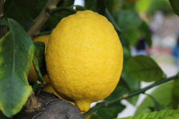 limone
