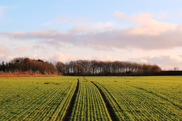A agricultural Field near Nordborg - Nordborg Kommune - Denmark