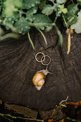 Fototapeta na wymiar A small snail crawls along a wooden stump, toward two gold wedding rings