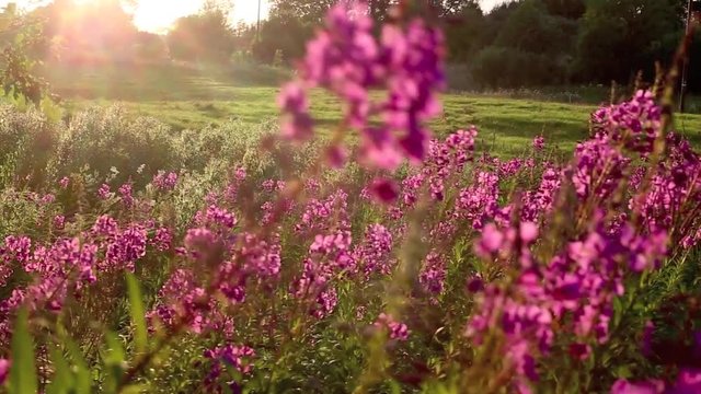 Schmalbl&auml;ttriges Weidenr&ouml;schen (Epilobium Angustifolium) full HD 1080p Video Footage