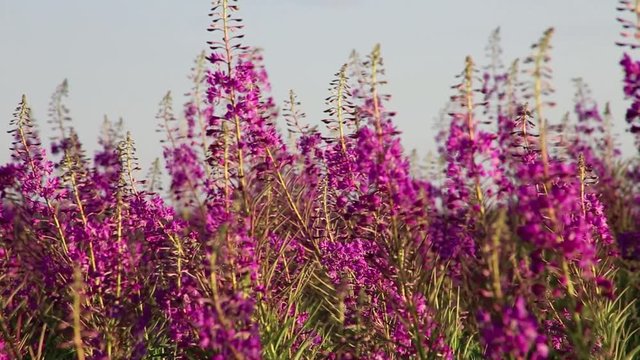 Schmalbl&auml;ttriges Weidenr&ouml;schen (Epilobium Angustifolium) full HD 1080p Video Footage
