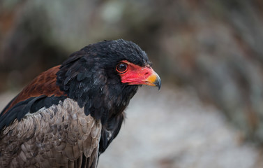 Bateleur Eagle portrait