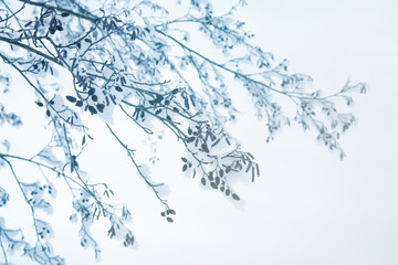 Snow-covered branches of trees. Winter background