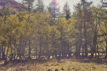 autumn country trees