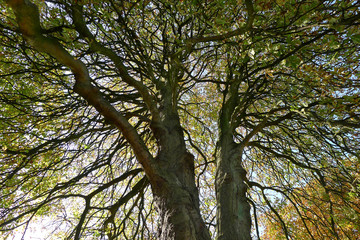 Fototapeta premium twin trees