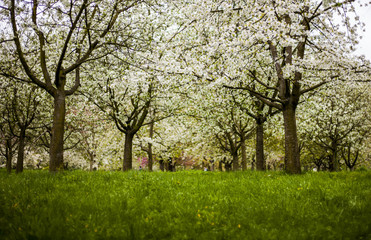 blooming apple trees in the hills of Petrin in Prague in spring blurred background