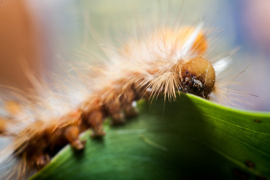 The Yellow Caterpillar on Leaf
