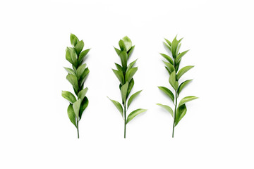 green leaves on white background. flat lay, top view