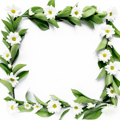 frame with green leaves and branches of chamomiles, chrysanthemum isolated on white background. lay flat, top view