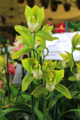 pianta orchidea