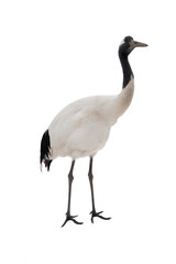 crane