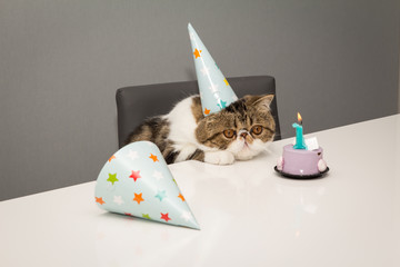 Kitten Birthday