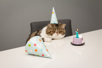Kitten Birthday
