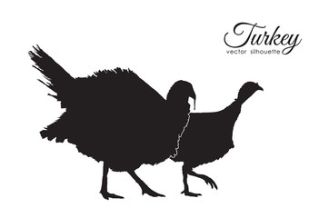 Vector illustration: Silhouette of couple turkeys