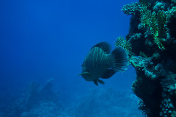 Underwater life landscape