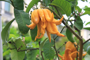 Fiore Fantastico Arancio © itinerando