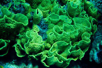 Naklejka premium Underwater life landscape