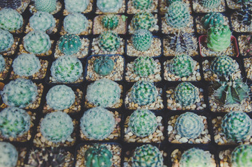 Cactus flowers Vintage