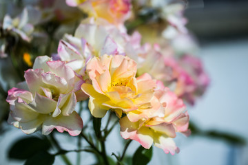 Spring Flowers Close-up