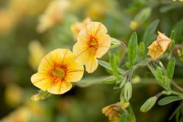 Spring Flowers Close-up