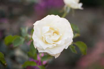 Spring Flowers Close-up