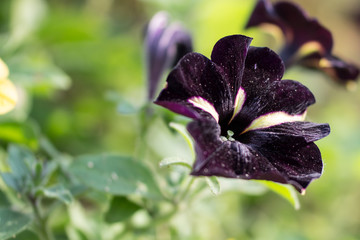Spring Flowers Close-up