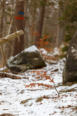 Small tree with orange leafs in winter
