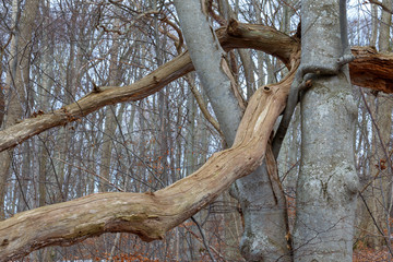 Tree that has fallen on another tree