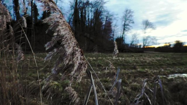 Wehendes Gras
