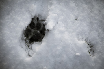 Pfotenspuren im Schnee