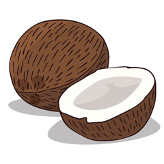 Isolate ripe coconut fruit on white background. Close up clipart with shadow in flat realistic cartoon style. Hand drawn icon