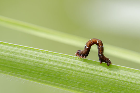 Image of brown caterpillar on green leaves. Insect. Animal.