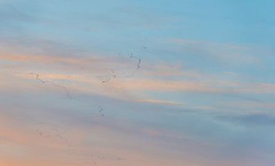 Geese flying in a blue cloudy sky in winter
