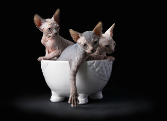 Sphynx kittens