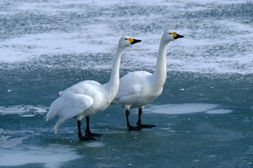 諏訪湖のコハクチョウ