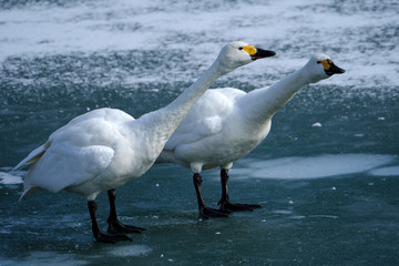 諏訪湖のコハクチョウ