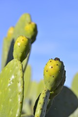 Opuntia ficus-indica, prickly pear fig tree