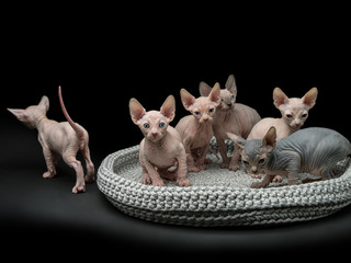 Sphynx kittens