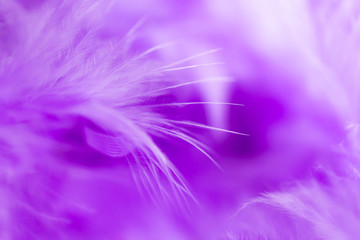 Fototapeta na wymiar Close Up purple feather .Image use for background texture, abstract
