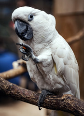 Papuga, zdjęcie wykonane w papugarni